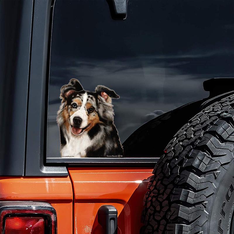 Australian Shepherd-On The Move Window