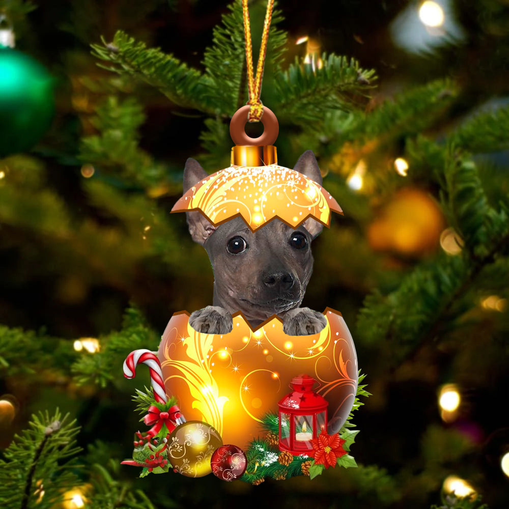 Amerikaanse Hairless Terrier In Kerst Gouden Ei Ornament