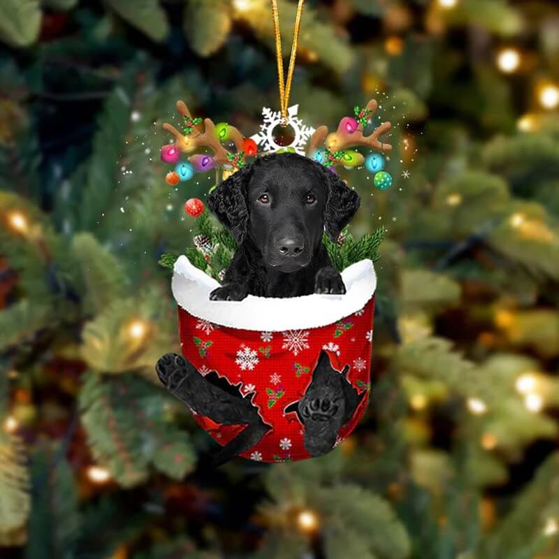 Curly Coated Retriever In Sneeuw Zak Ornament