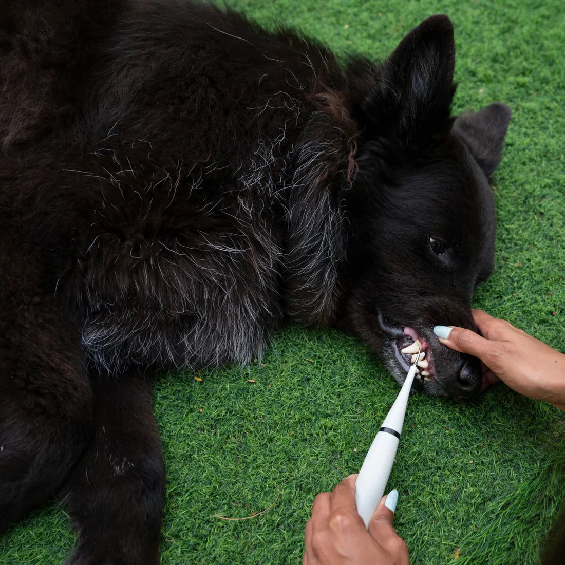 🔥( Laatste dag 70% KORTING )🔥Ultrasone tandenreiniger voor honden