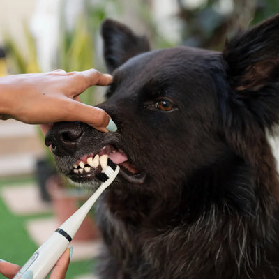 🔥( Laatste dag 70% KORTING )🔥Ultrasone tandenreiniger voor honden