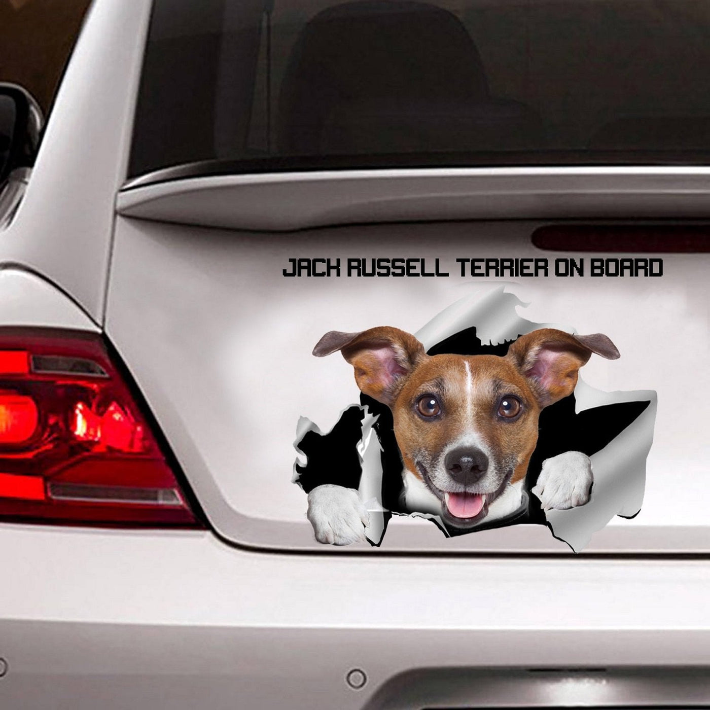 Jack Russell Terrier On board